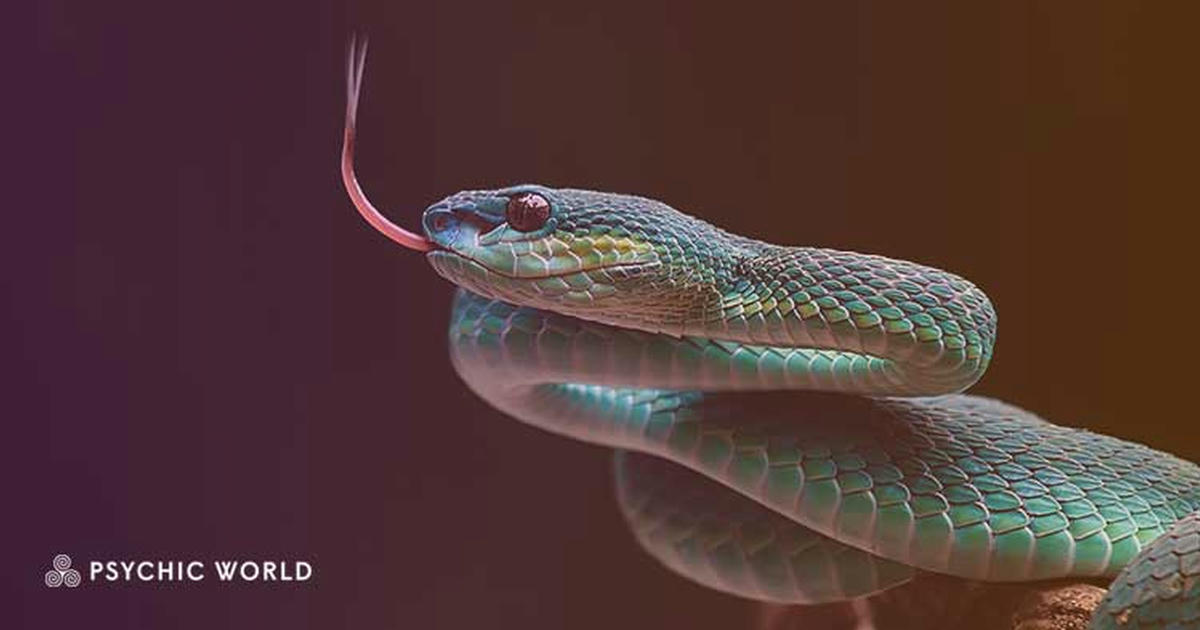 PsychicWorld The Spiritual Meaning Of Seeing A Snake Symbolism psychicworld-the-spiritual-meaning-of-seeing-a-snake-symbolism